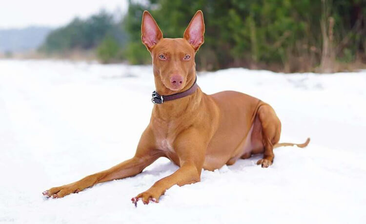 Pharaoh Hound